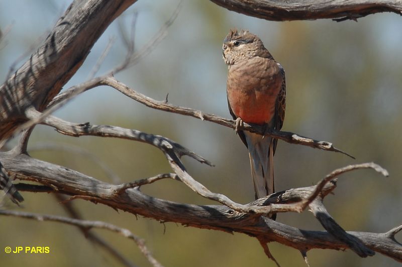 Neophema bourkii