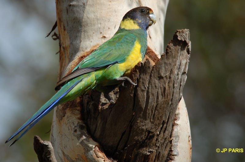 Barnardius zonarius