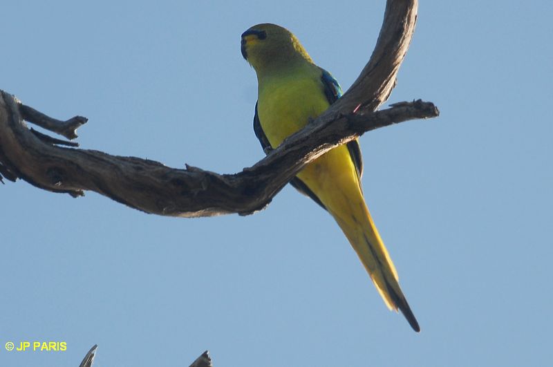 Neophema elegans