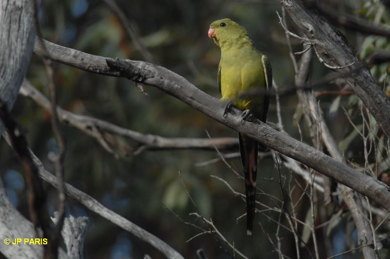 Polytelis anthopeplus