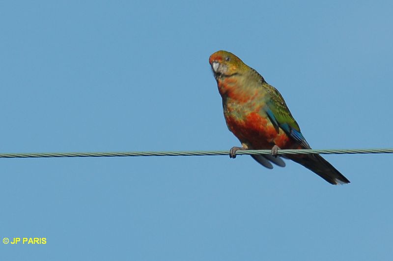 Platycercus icterotis