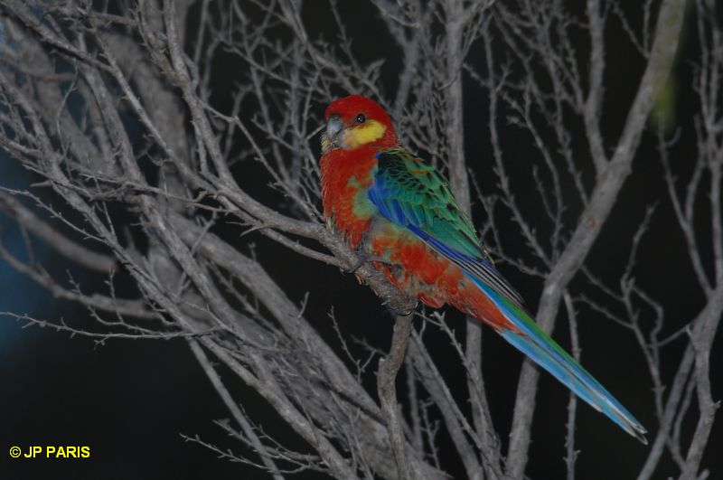 Platycercus icterotis