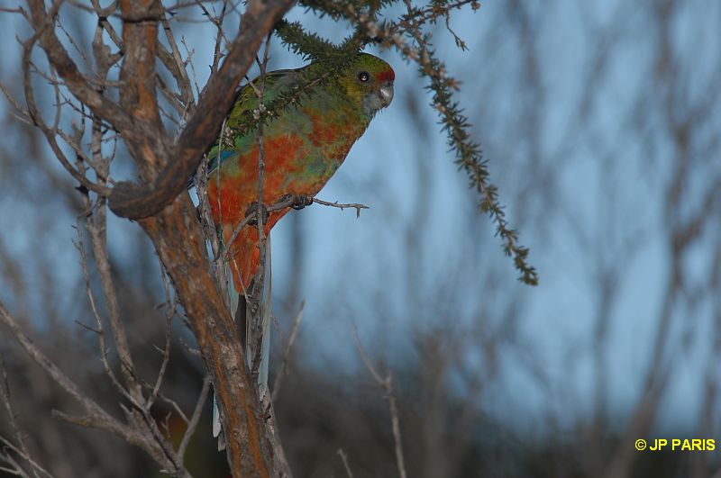 Platycercus icterotis