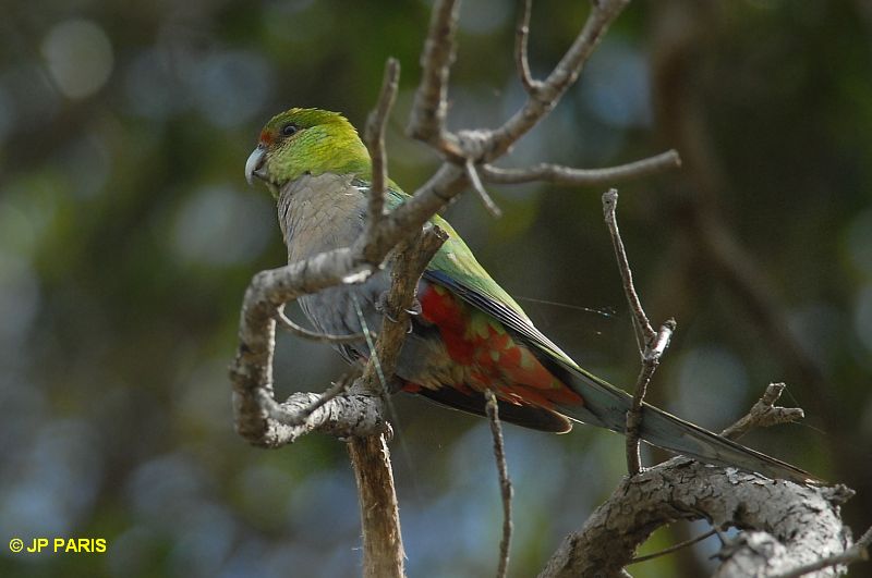 Purpureicephalus spurius