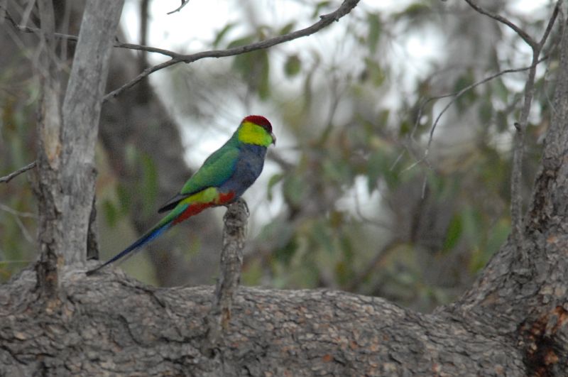 Purpureicephalus spurius