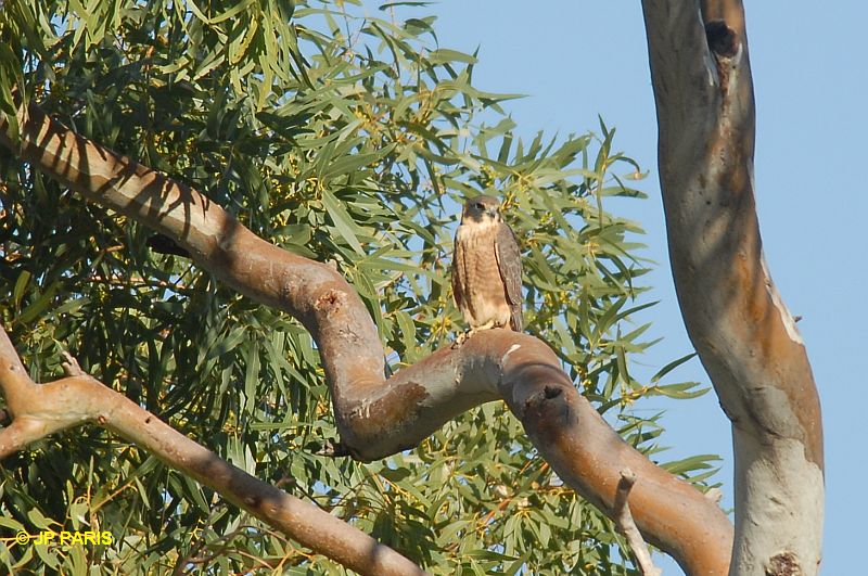 Falco longipennis