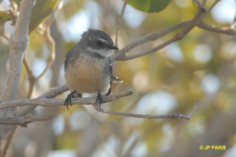 Rhipidura albiscapa
