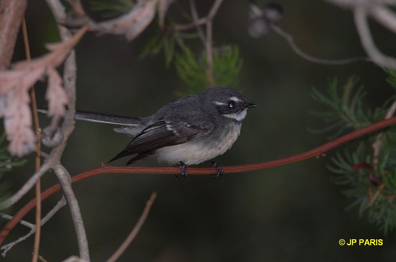 Rhipidura albiscapa