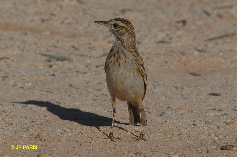 Pipit austral