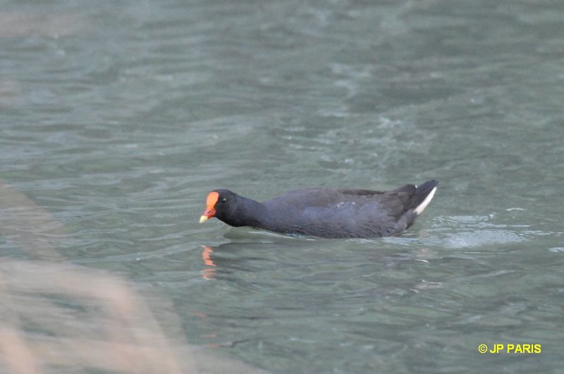 Gallinula tenebrosa