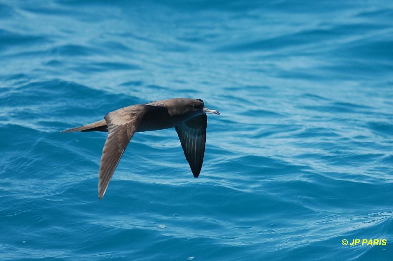 Puffinus pacificus