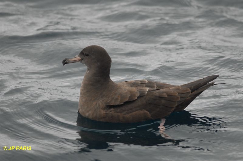 Puffinus carneipes