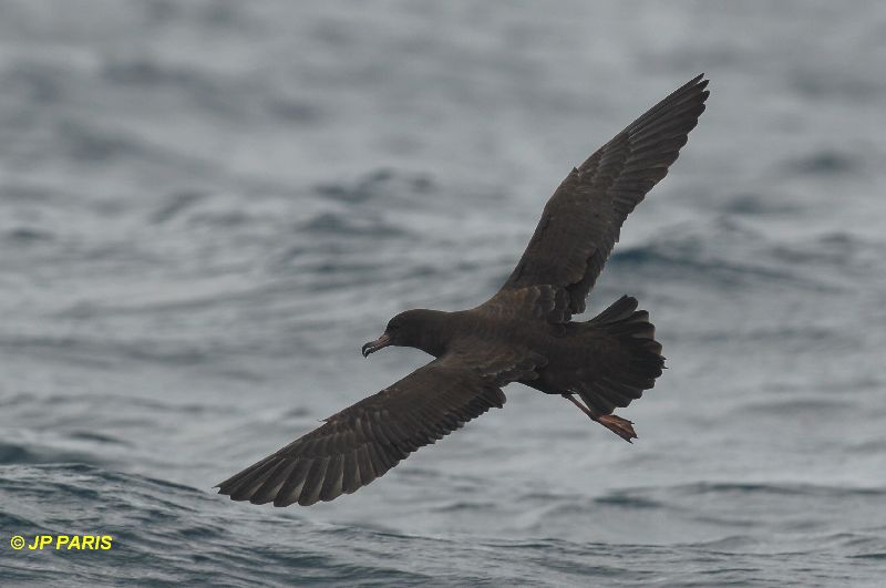 Puffinus carneipes