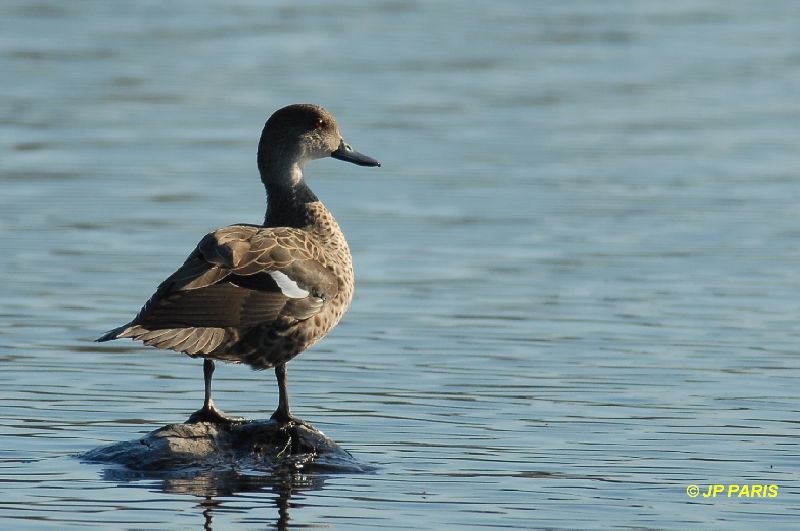 Anas gracilis