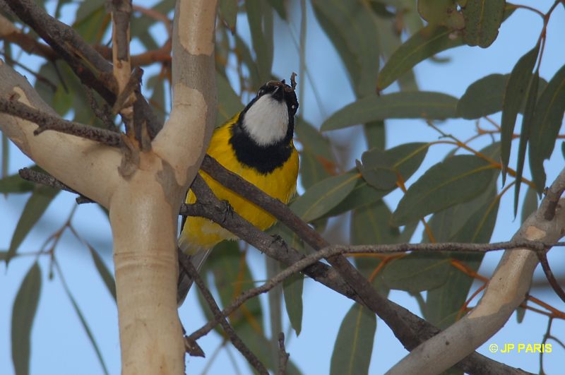 Pachycephala pectoralis