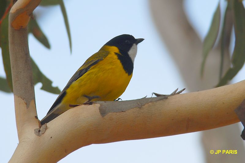 Pachycephala pectoralis