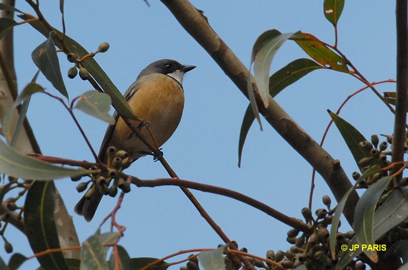 Pachycephala rufiventris