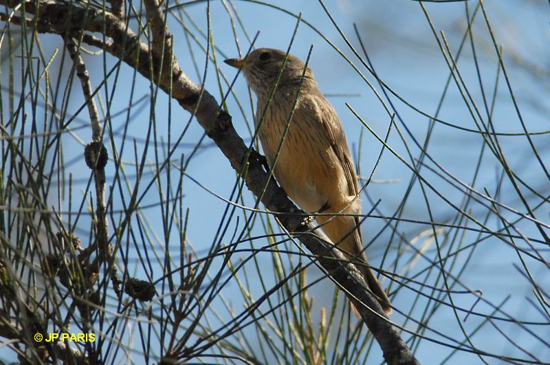 Pachycephala rufiventris