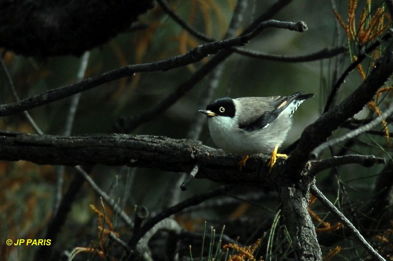 Daphoenositta chrysoptera