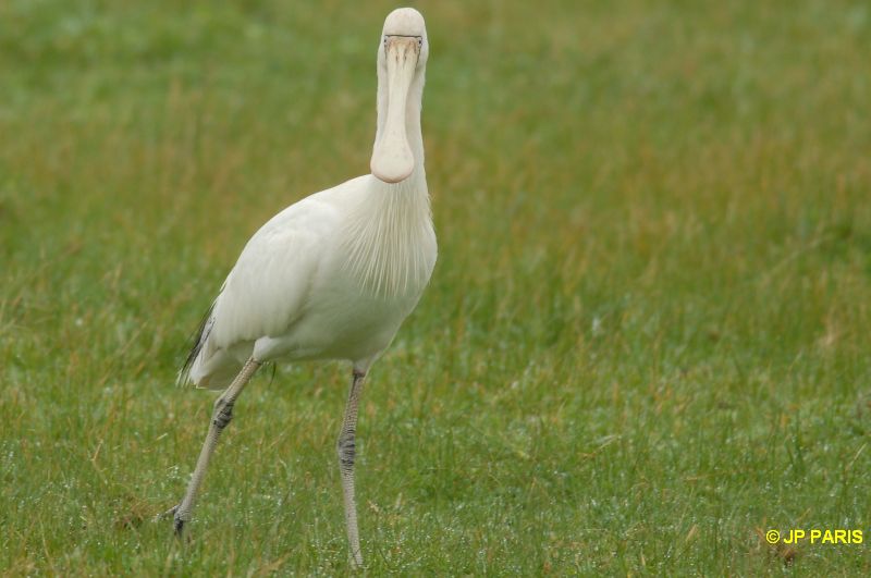 Platalea flavipes