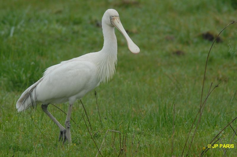 Platalea flavipes