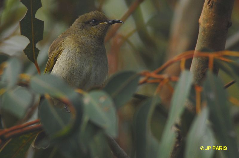 Lichmera indistincta
