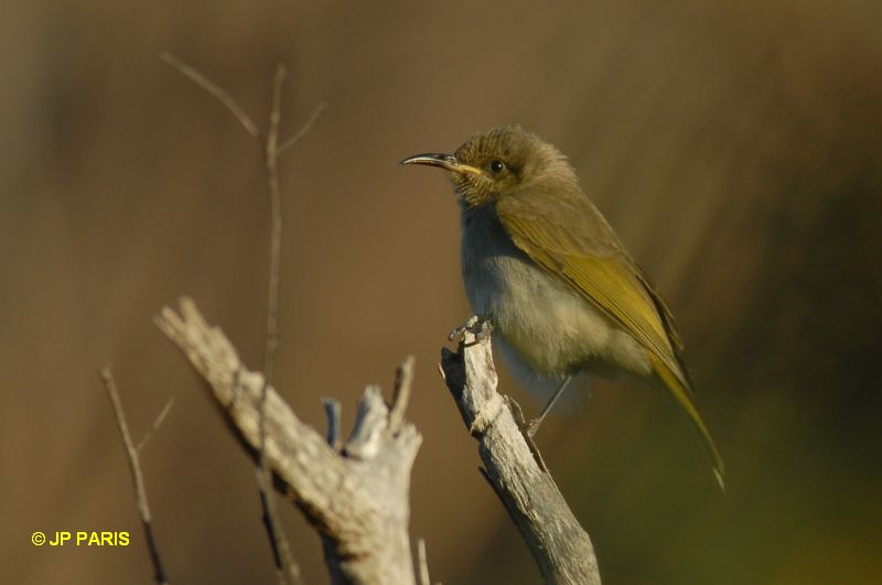 Lichmera indistincta