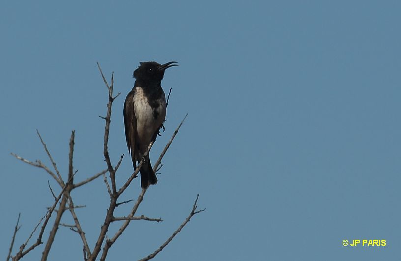 Sugomel niger