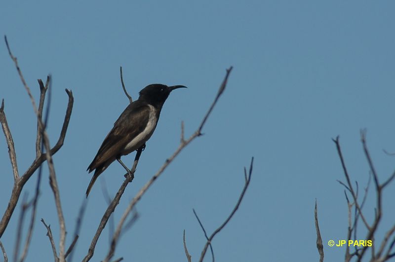 Sugomel niger