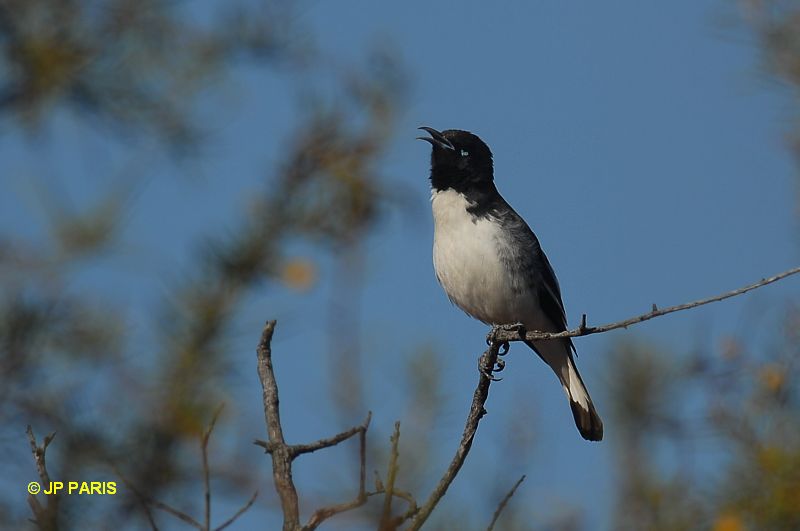 Certhionyx variegatus