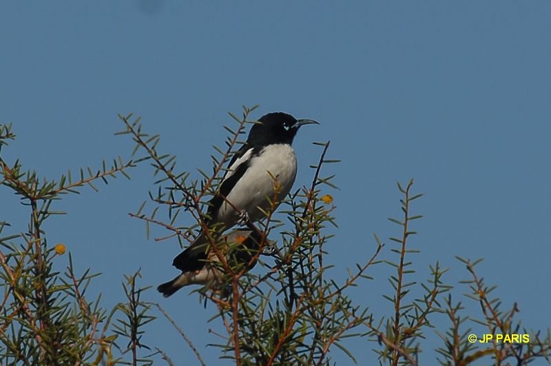Certhionyx variegatus