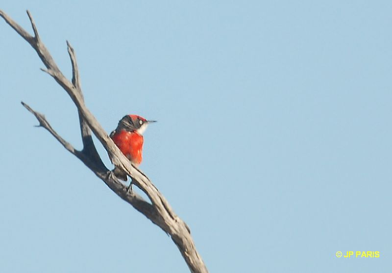 Epthianura tricolor