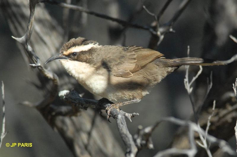 Pomatostomus superciliosus