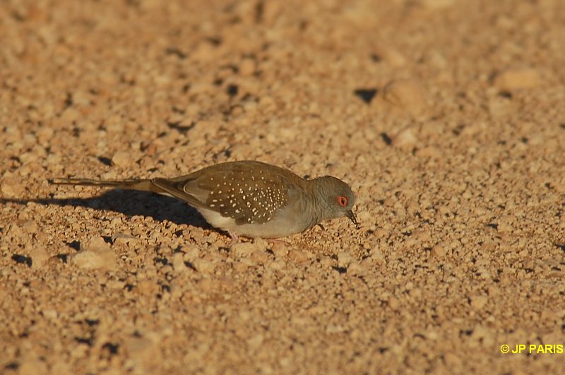 Geopelia cuneata