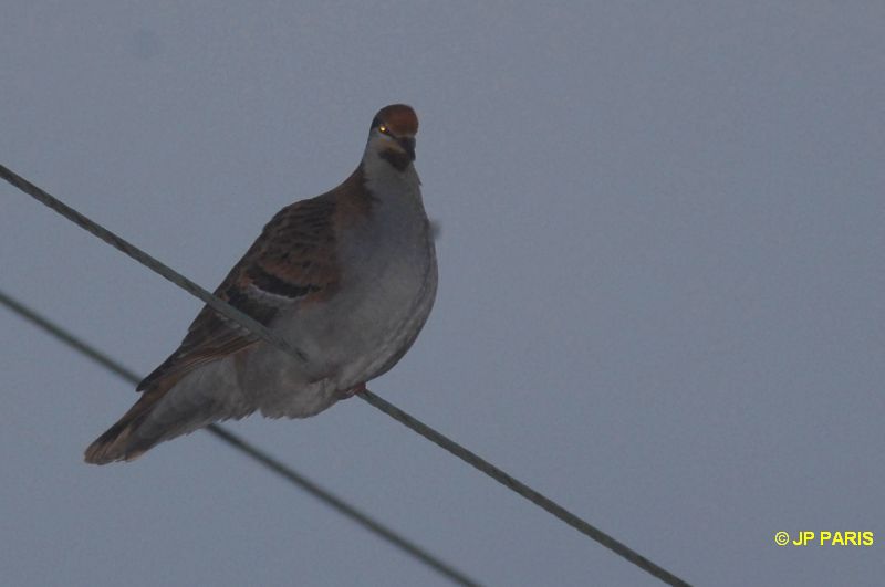Phaps elegans