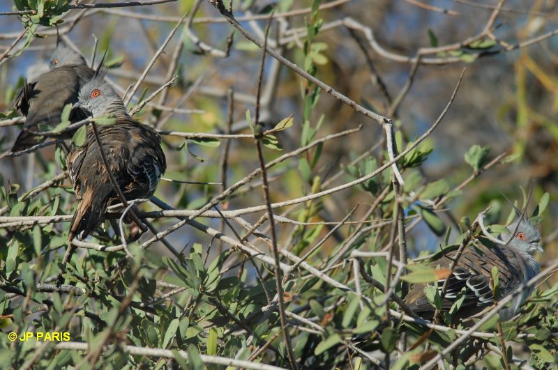 Ocyphaps lophotes