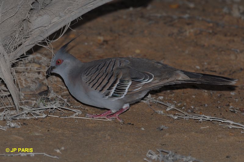 Ocyphaps lophotes
