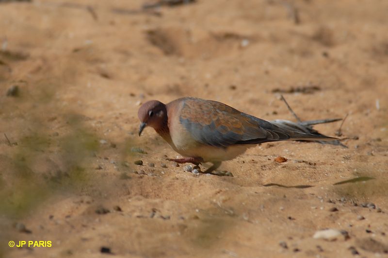 Streptopelia senegalensis