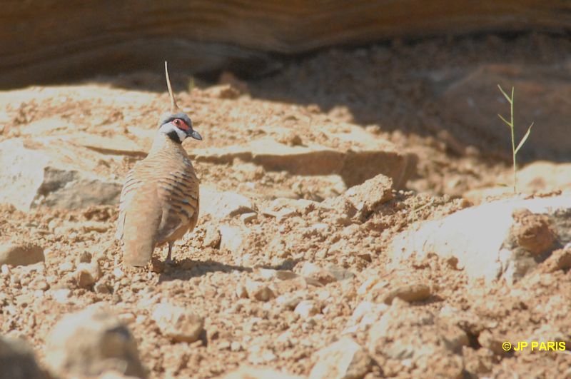 Geophaps plumifera