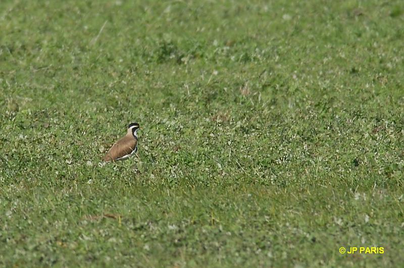 Vanellus tricolor