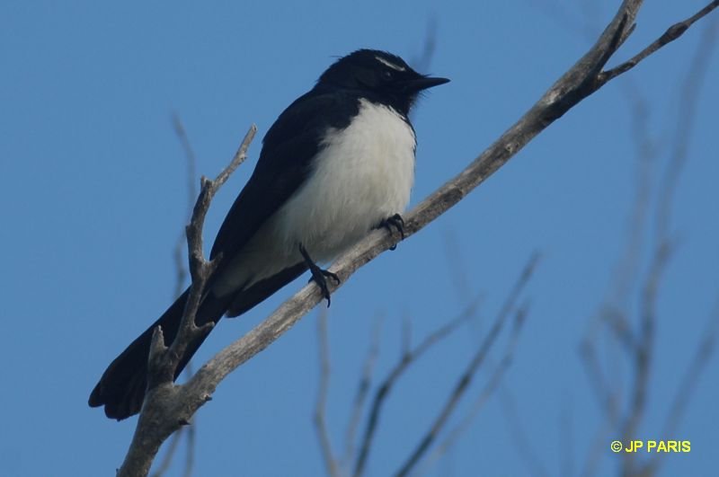 Rhipidura leucophrys