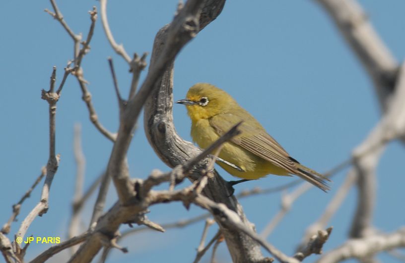 Zosterops luteus