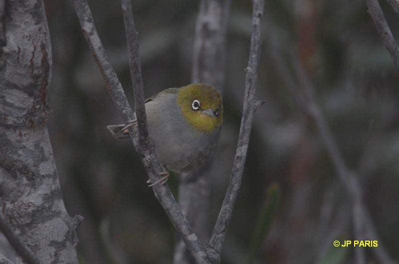 Zosterops lateralis