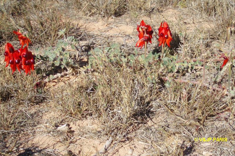 Pois du désert de Sturt (Clianthus formosus)