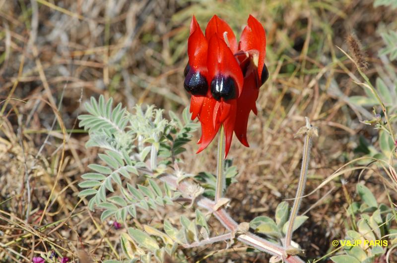 Pois du désert de Sturt (Clianthus formosus)