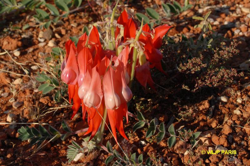 Pois du désert de Sturt (Clianthus formosus)