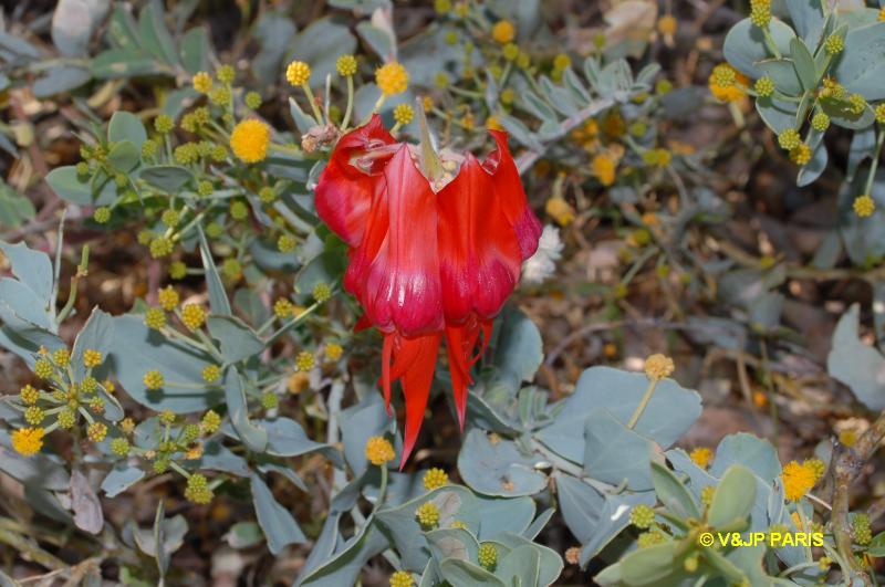 Pois du désert de Sturt (Clianthus formosus)