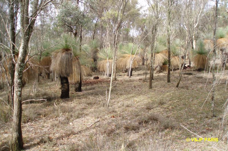 Forêt de Dryandra