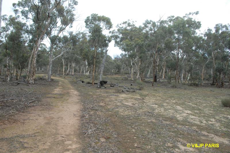 Forêt de Dryandra