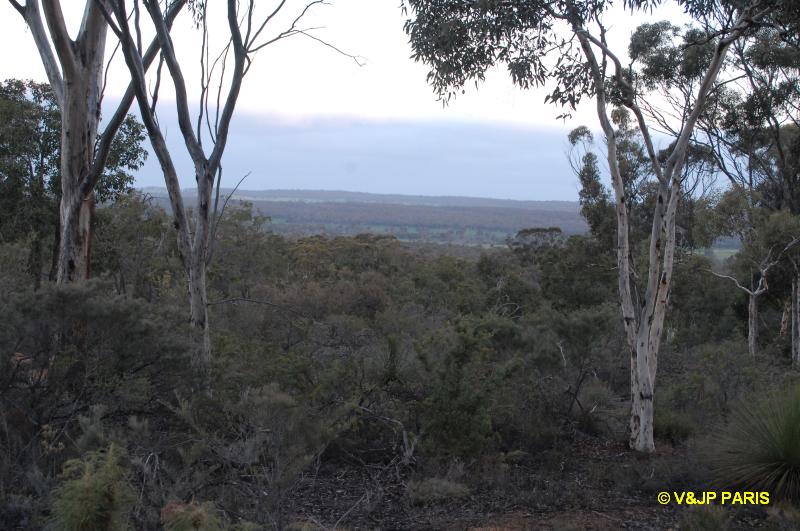 Forêt de Dryandra